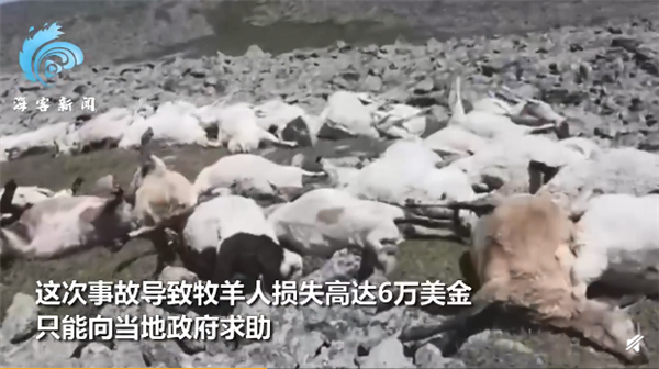 550只羊吃草时被雷瞬间劈死:遗体躺满山坡 牧羊人也失去意识