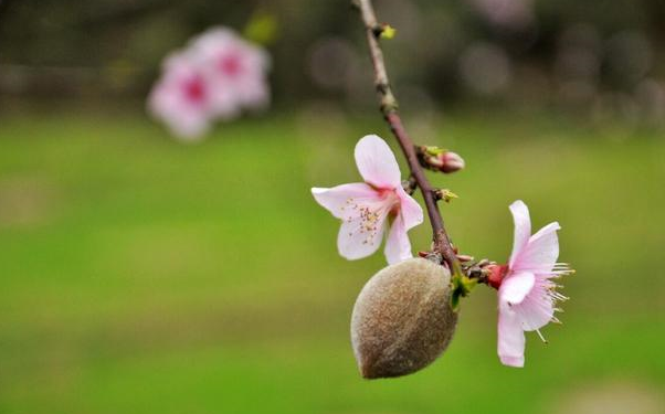 桃树开花后期打药会响坐果吗?规避"3个风险点"可提质增效