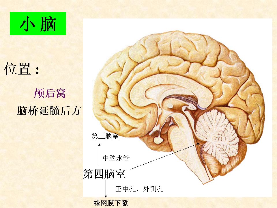 脑干,小脑及间脑解剖,一文教你轻松掌握