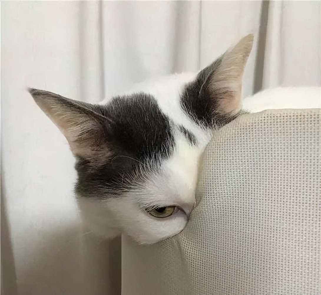 猫咪害怕的"惩罚"几种方式,千万不要这样!