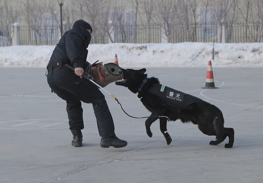 探秘第十二师公安局特警支队警犬基地,一睹警犬风采