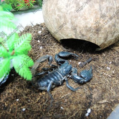 宠物新星——帝王蝎,该如何饲养