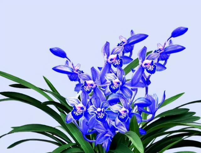 一款花开蓝色的兰花,你见过吗?