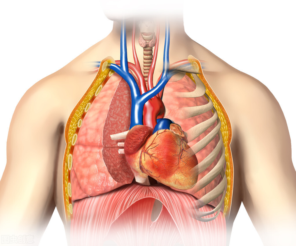 肺在哪个位置图 疼痛图片