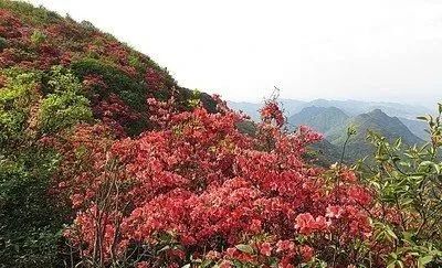 踯躅花（踯躅花开红照水猜成语） 第10张