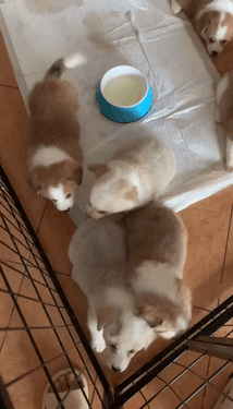 214_375gif 动态图 动图