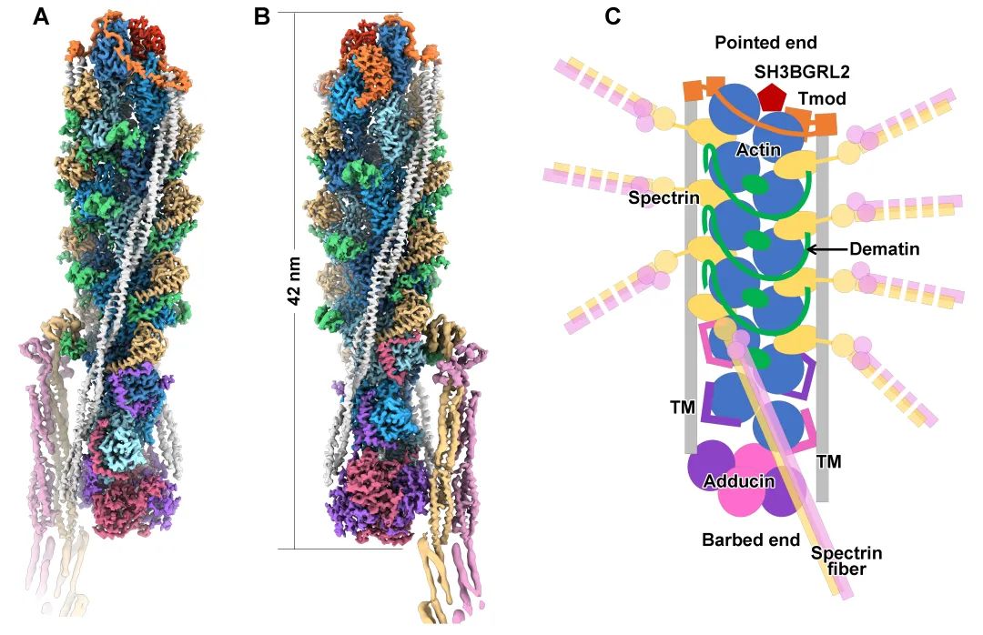血红细胞spectrin-actin膜骨架的组织规则及结构稳定性的分子基础