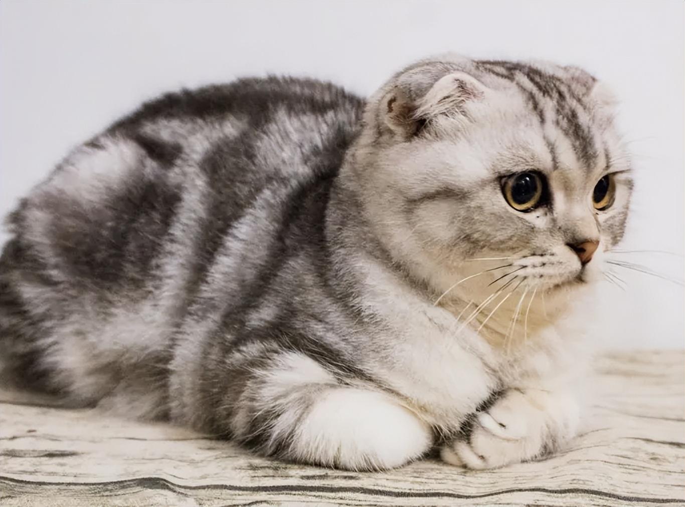 想养猫的人要注意了,来自兽医的劝告,以下这几种猫很容易得心脏病