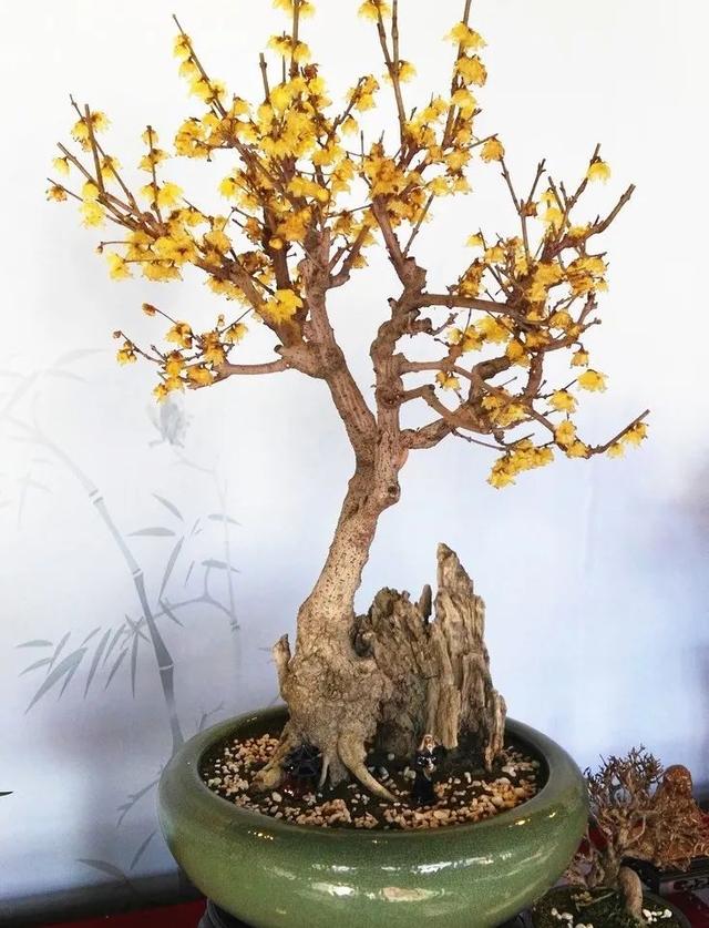一根蜡梅枝条,成功扦插之后又尝试了盆景造型,太好看了