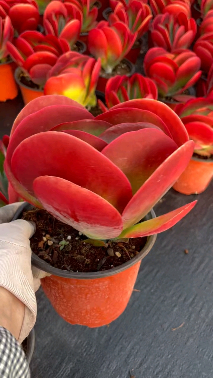 红红火火迎新年中国红唐印多肉带你走进一片红