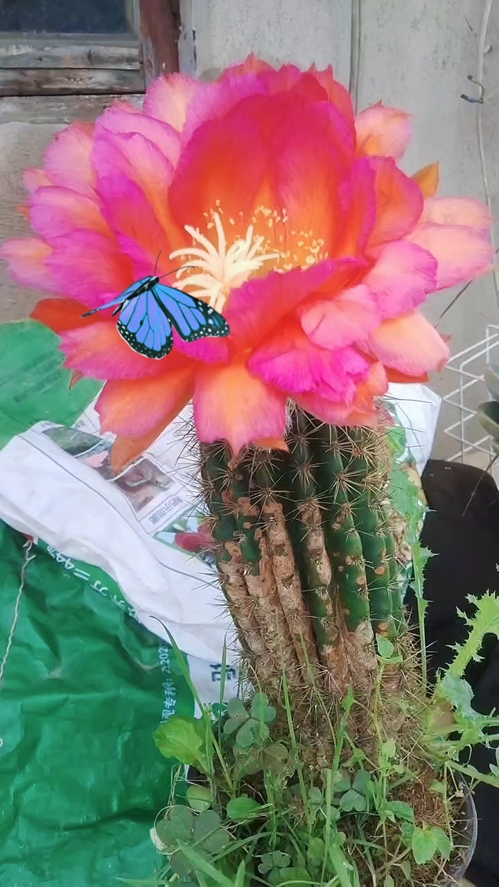 被这个仙人柱开花惊艳到了,美美美!你们的都开花了吗?