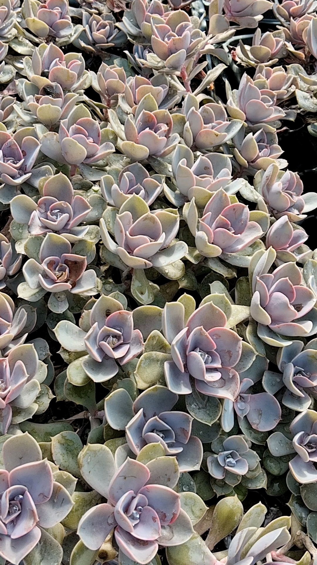 紫珍珠多肉植物也叫红心莲