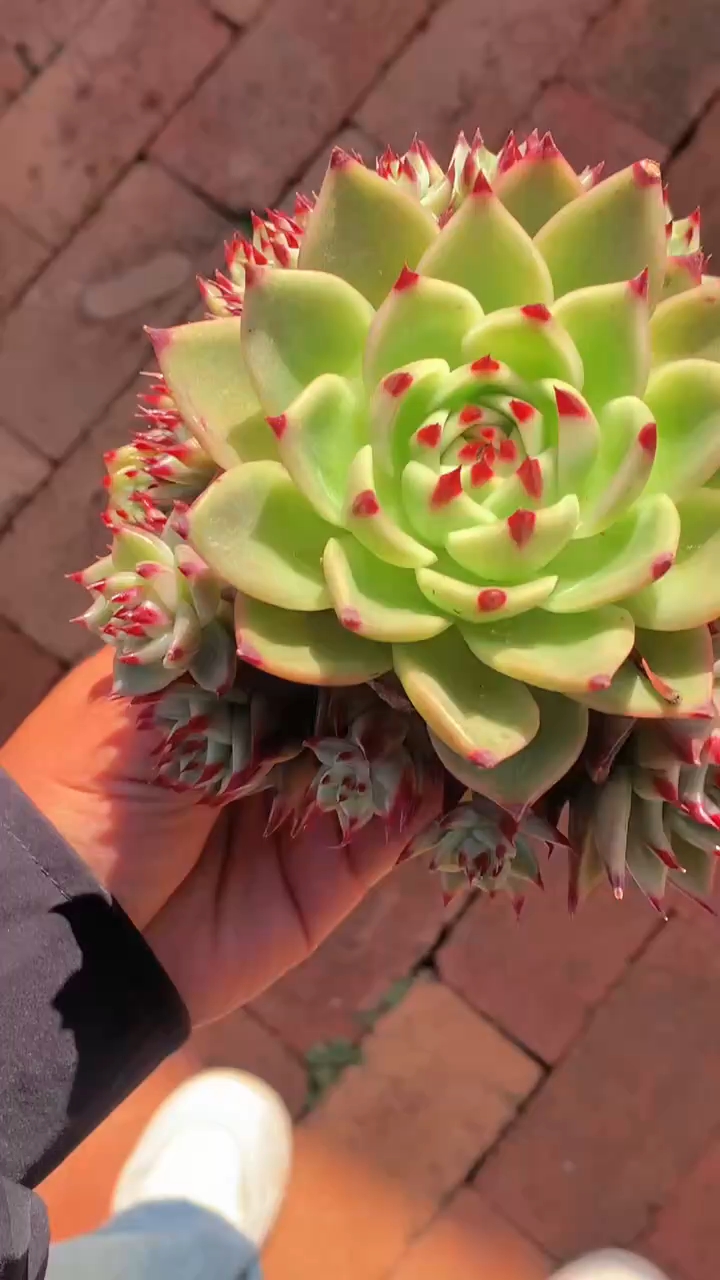 蓝龙捧花,这个红尖尖太可爱啦!关注我,每天带你看精品多肉