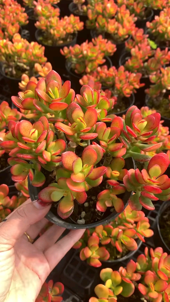 红叶玉树,红红火火,简简单单,开开心心