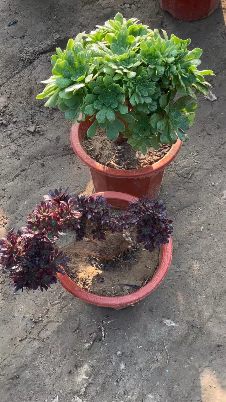 两颗漂亮的法师多肉缀化,一颗黑法师,一颗绿羊绒.自然缀化