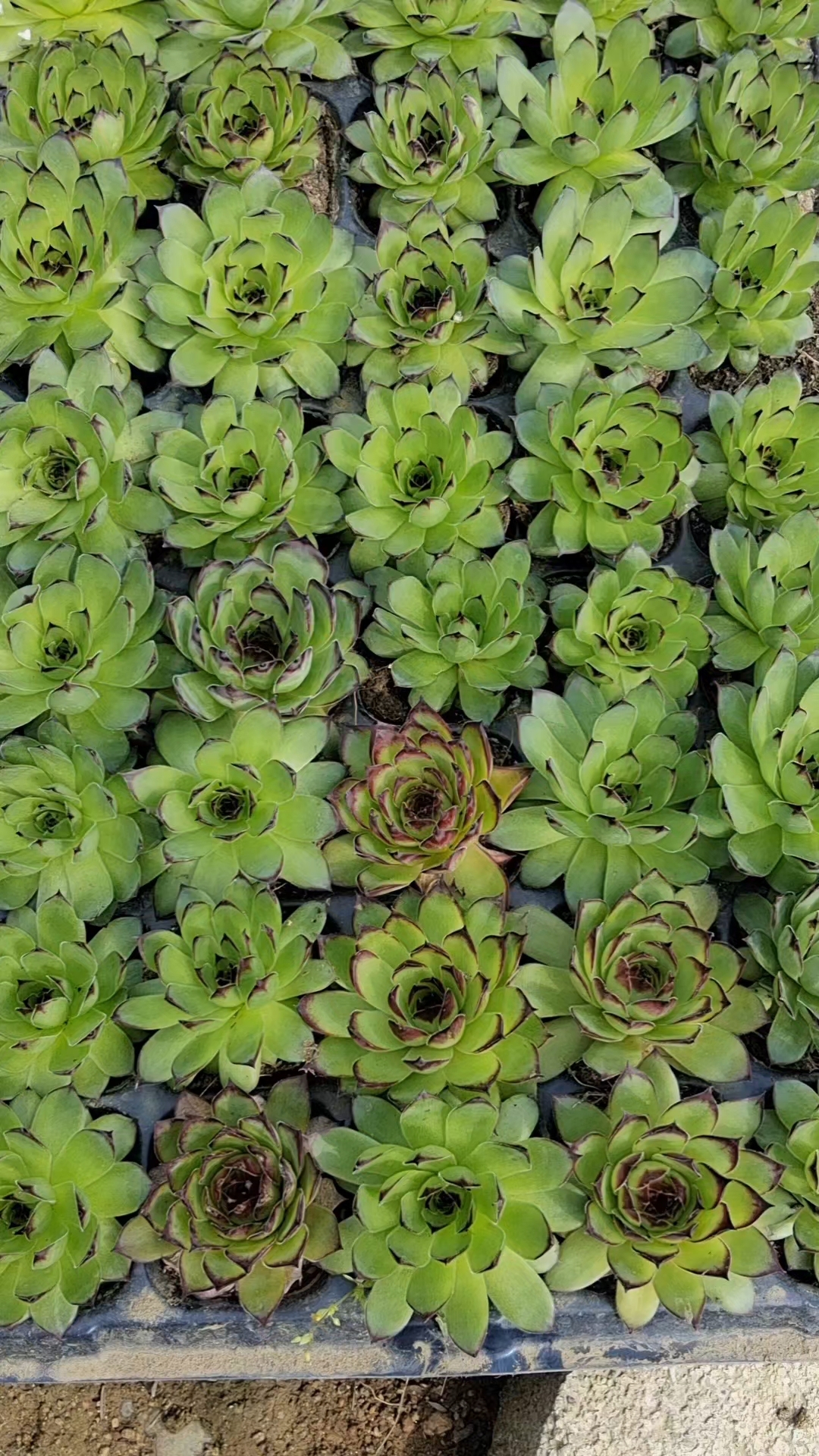 观音莲,长生草系列多肉,超级耐寒,爱爆仔,俗称多子多孙莲