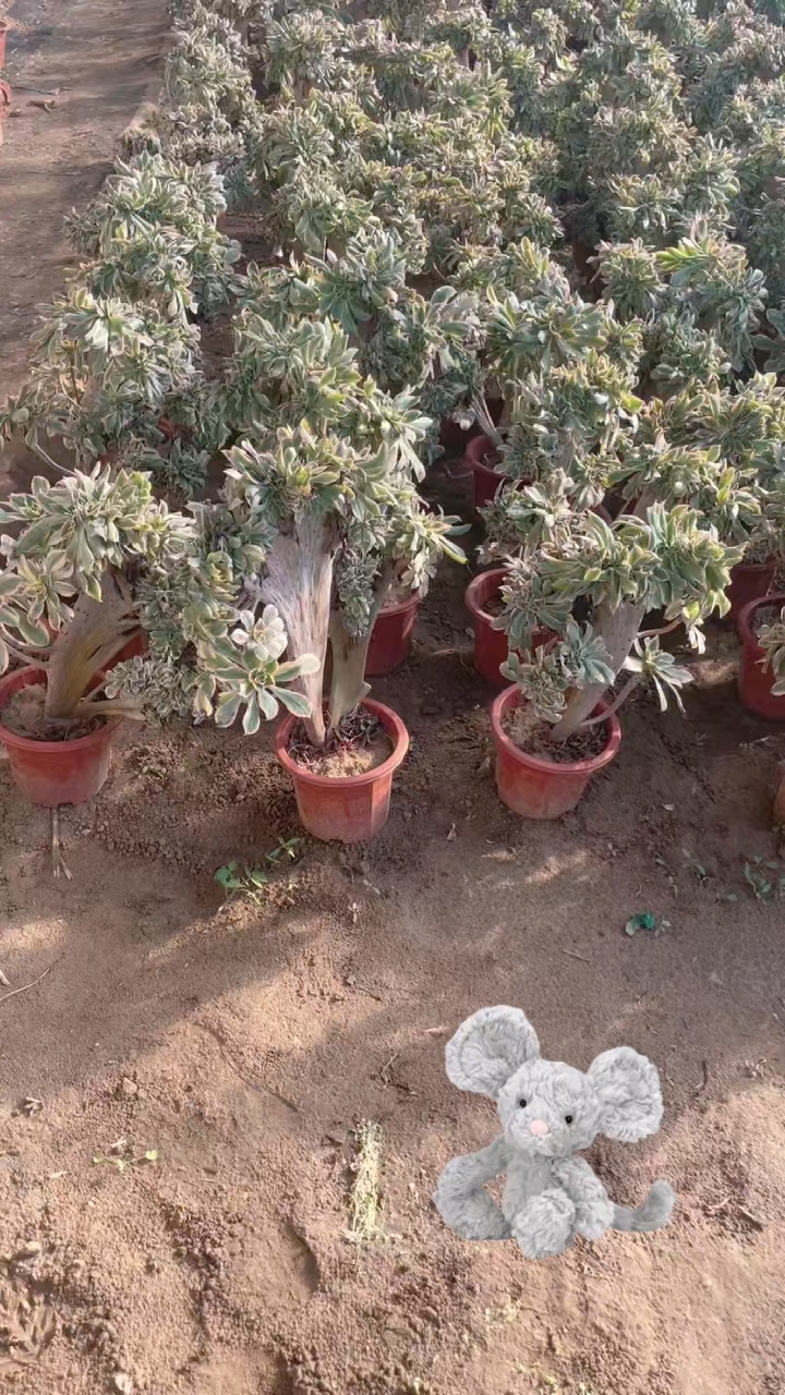 灿烂法师多肉植物缀化造型老桩,每一棵都是独一无二的存在.