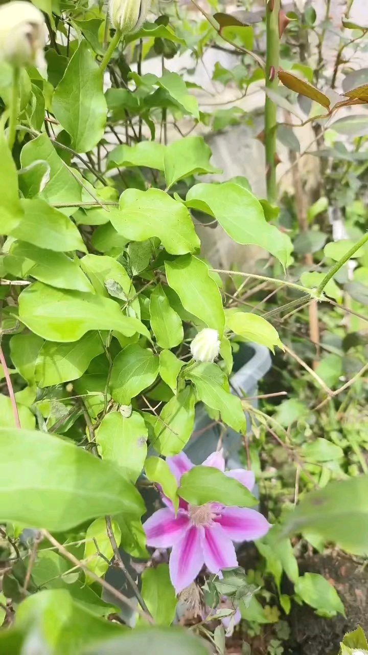 铁线莲开花了.有没有喜欢的?