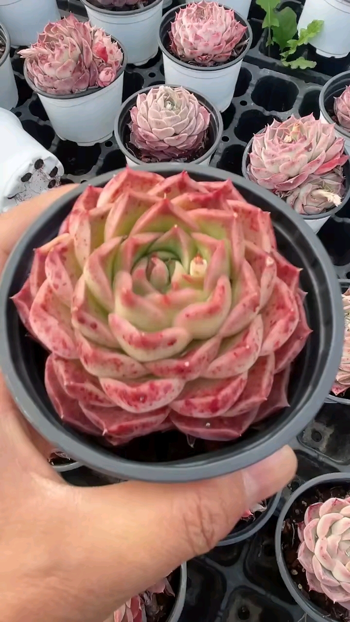 夏洛玫瑰,可爱度直接拉满的肉肉