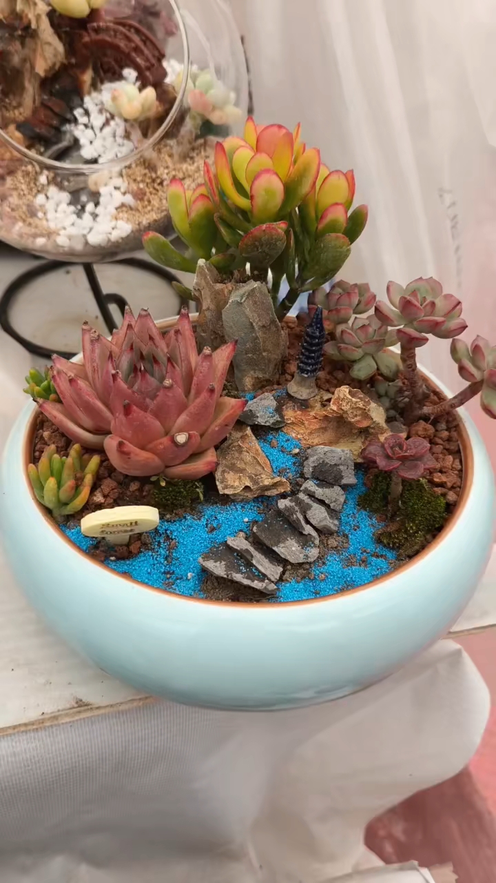 多肉拼盘,各种造型,你更喜欢哪一个呢?