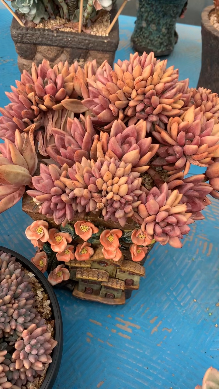 桃花源缀化,精控老桩多肉植物.关注我,每天带你看漂亮肉肉