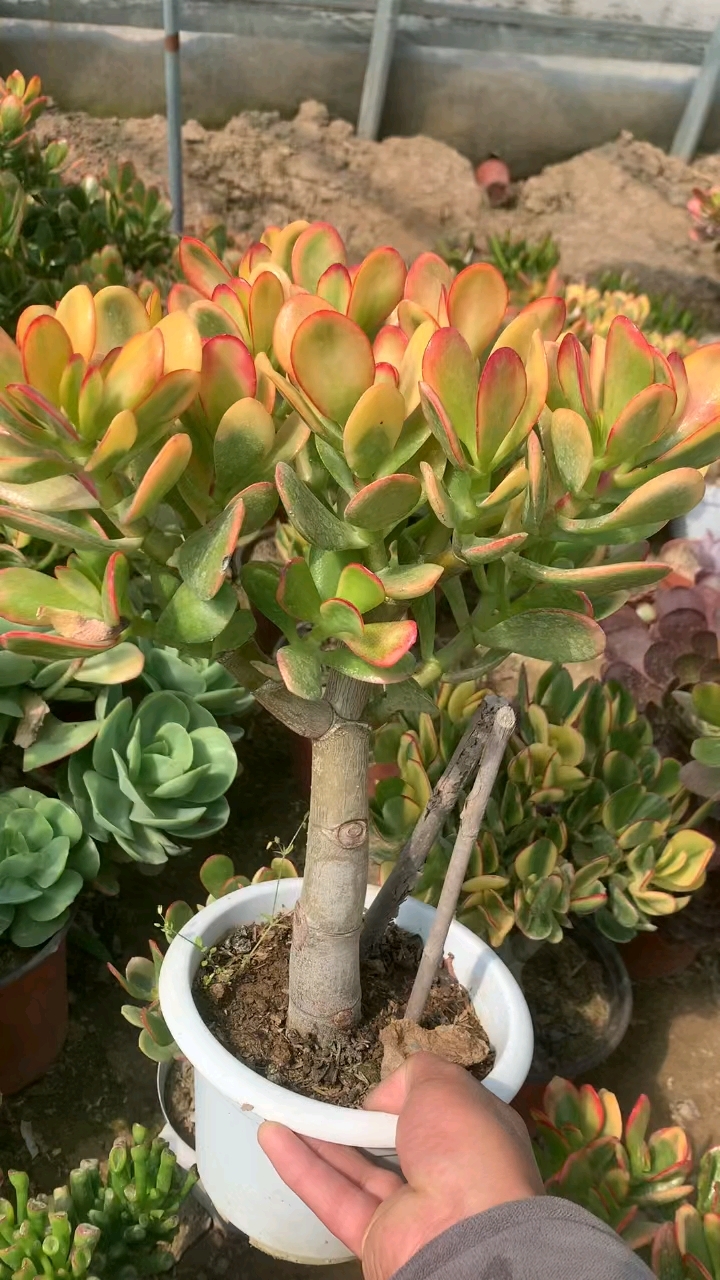 黄金花月棒棒糖型老桩,花友们喜欢吗?