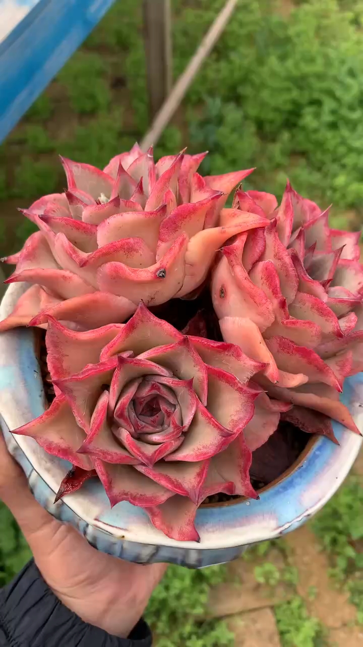 饺子皮老桩,真好看呀!养多肉的乐趣就在于控出美美的状态.