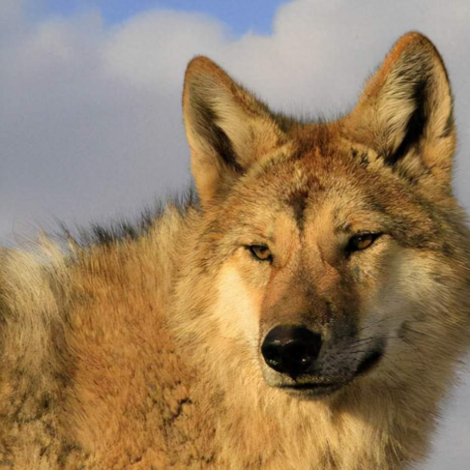 2013年,她听说格林被捕了,并且把狼皮疙瘩扒下来售卖.