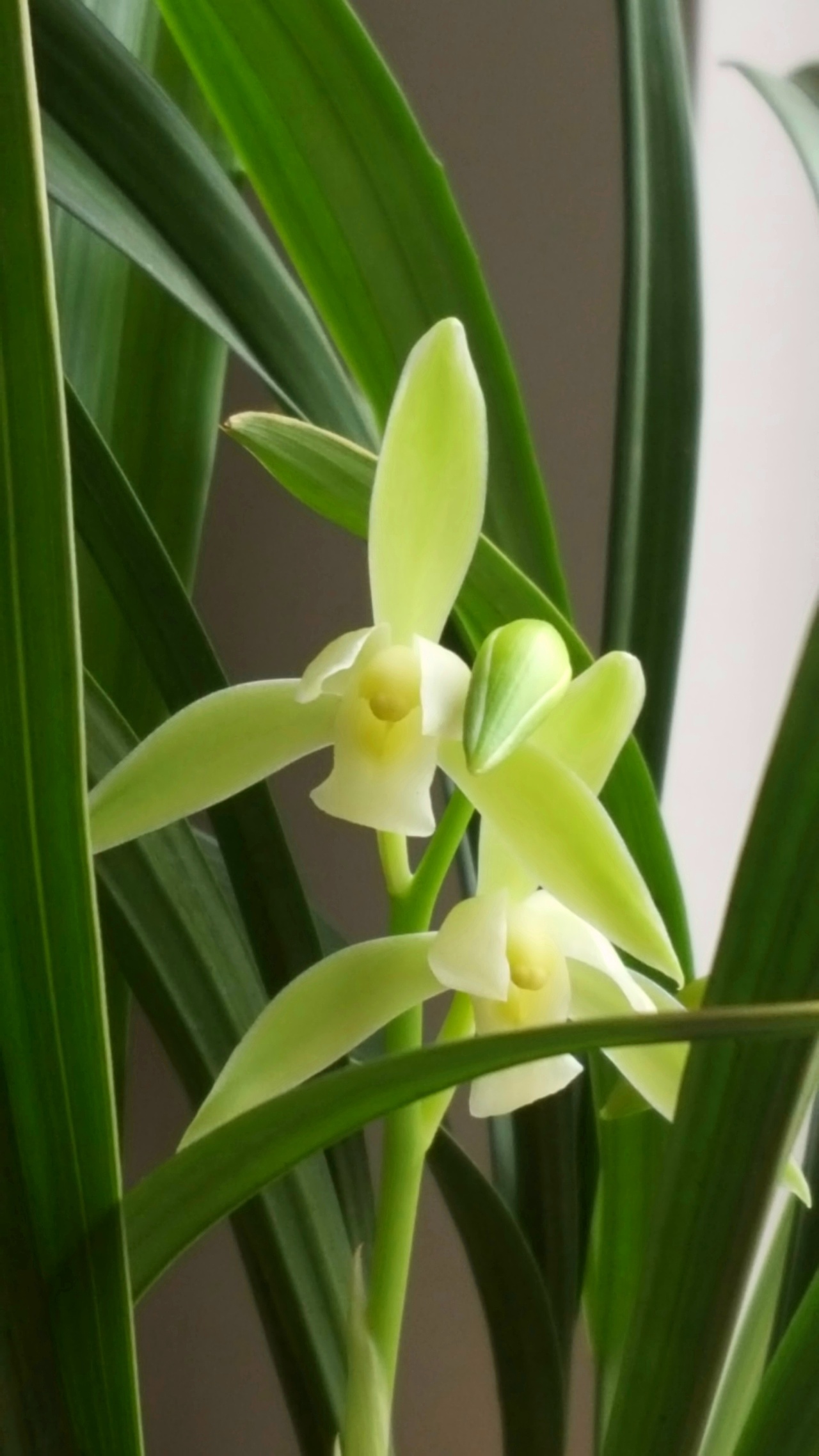抗热"奇"兰花,花色绚丽,家养一盆能开一季