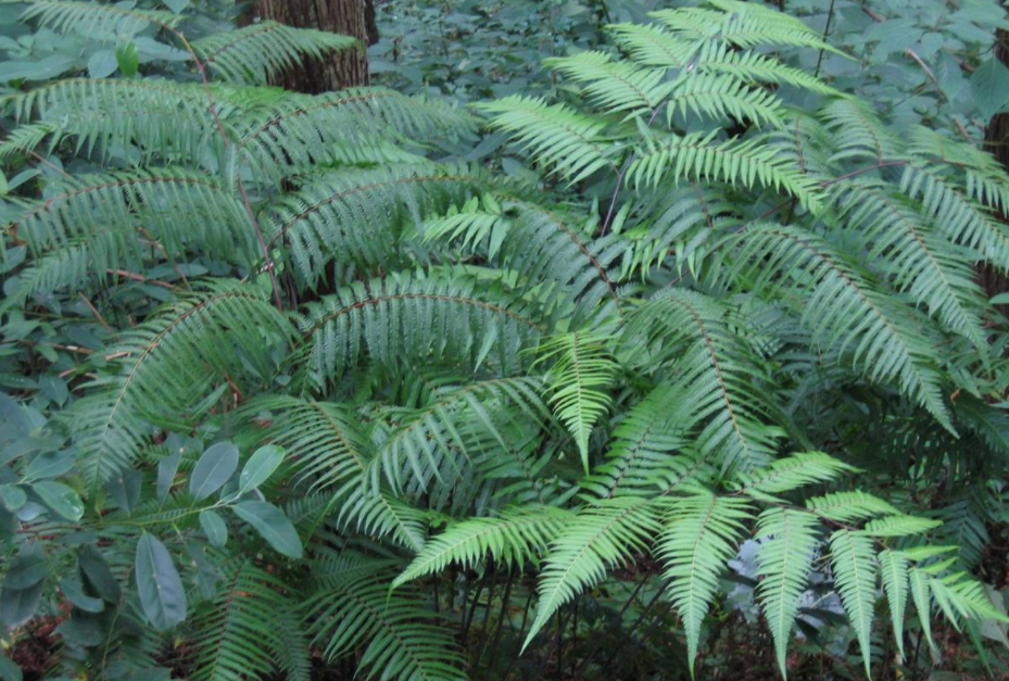 长得像狗头的奇特植物,人称金毛狗脊,国家保护植物!