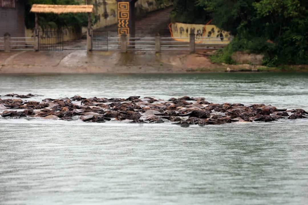 准备好了!一起去蓬安看百牛渡江吧