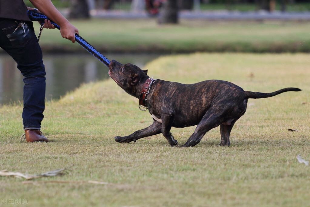 犬界战神比特犬,挑战屠狼机器猞猁,谁才是真正的王者?