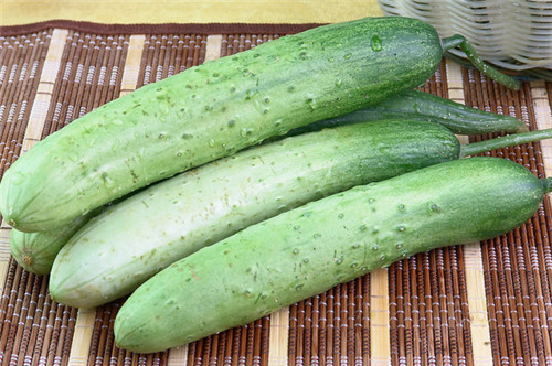 秋黄瓜几月份种植