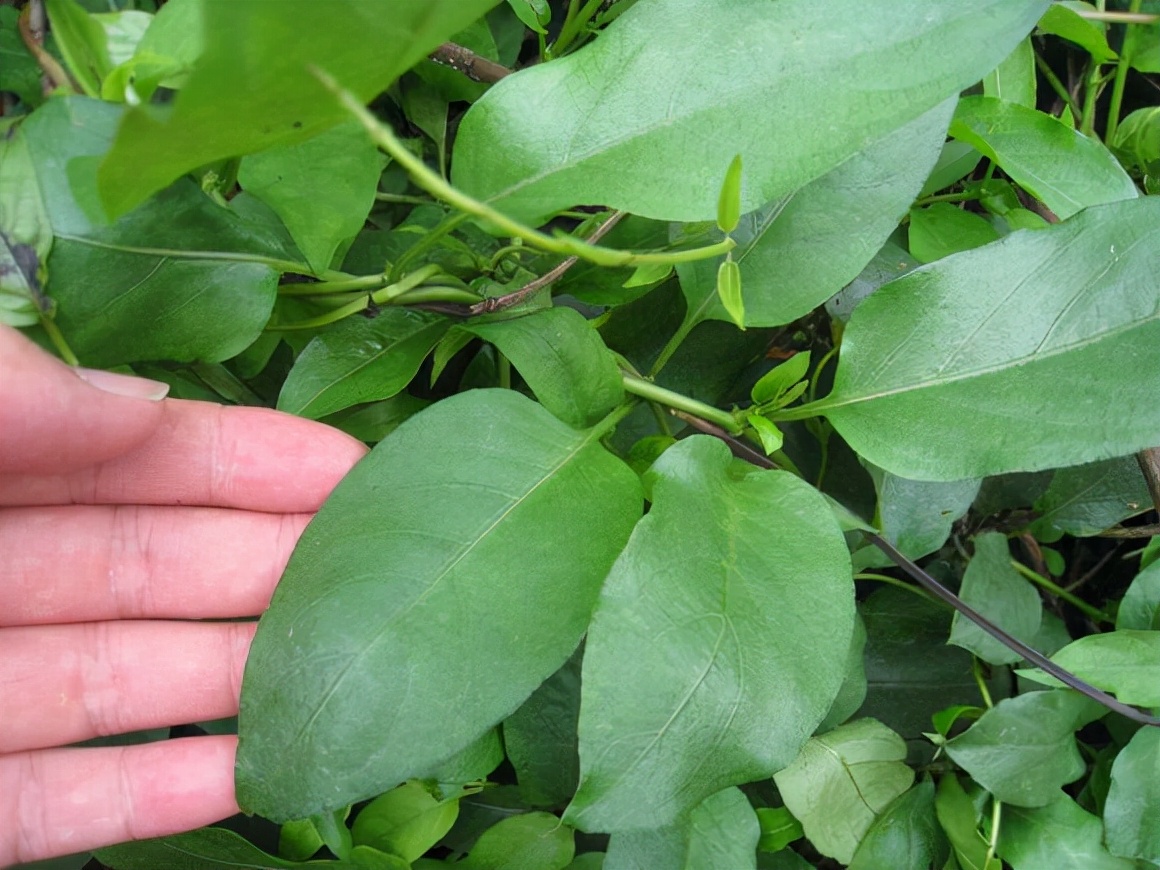 鸡屎藤全身是宝,挖地下根称之为土参,用作煲汤,媲美五指毛桃