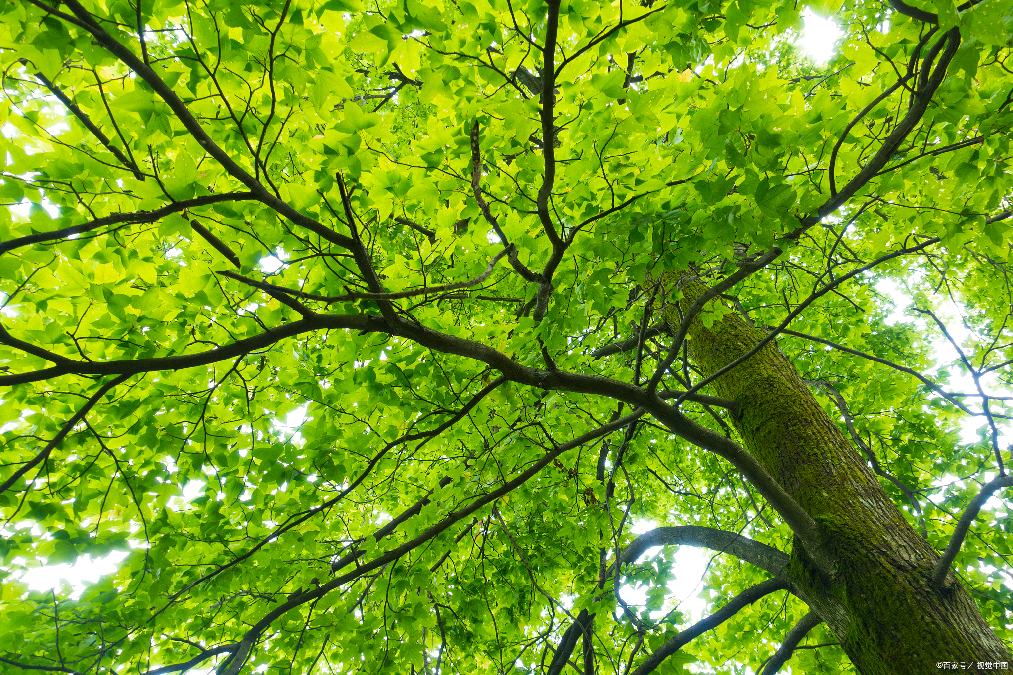 伏月30天做好3件事,养好脾胃,排走寒湿,健康过三伏!