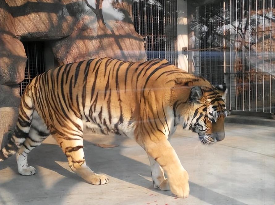 16年八達嶺野生動物園私自下車被老虎撕咬的趙菁後來怎樣了