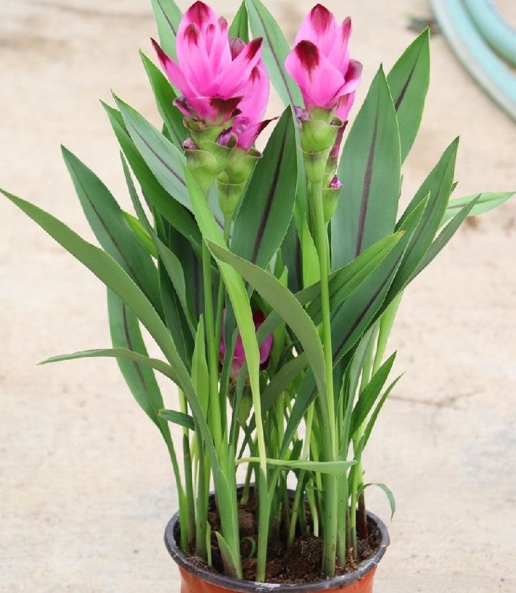 一块"大生姜",开满粉荷花,家里养一盆,仙气飘飘,开花100天