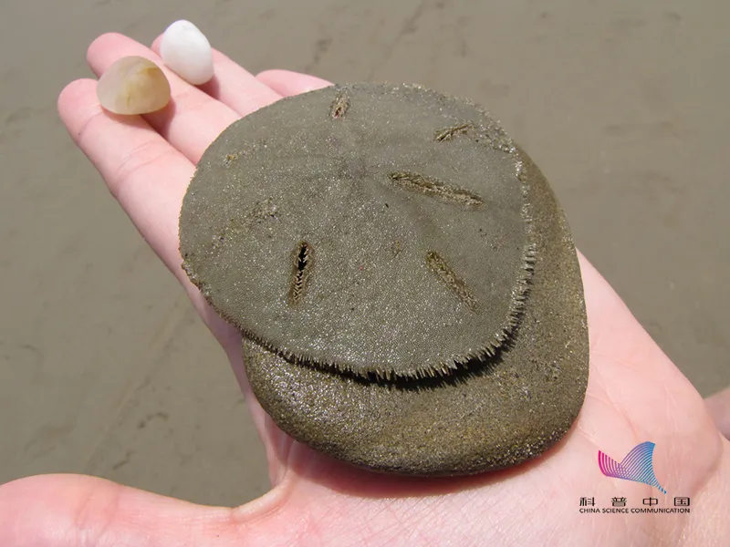 沙币究竟是个什么动物?科普一下