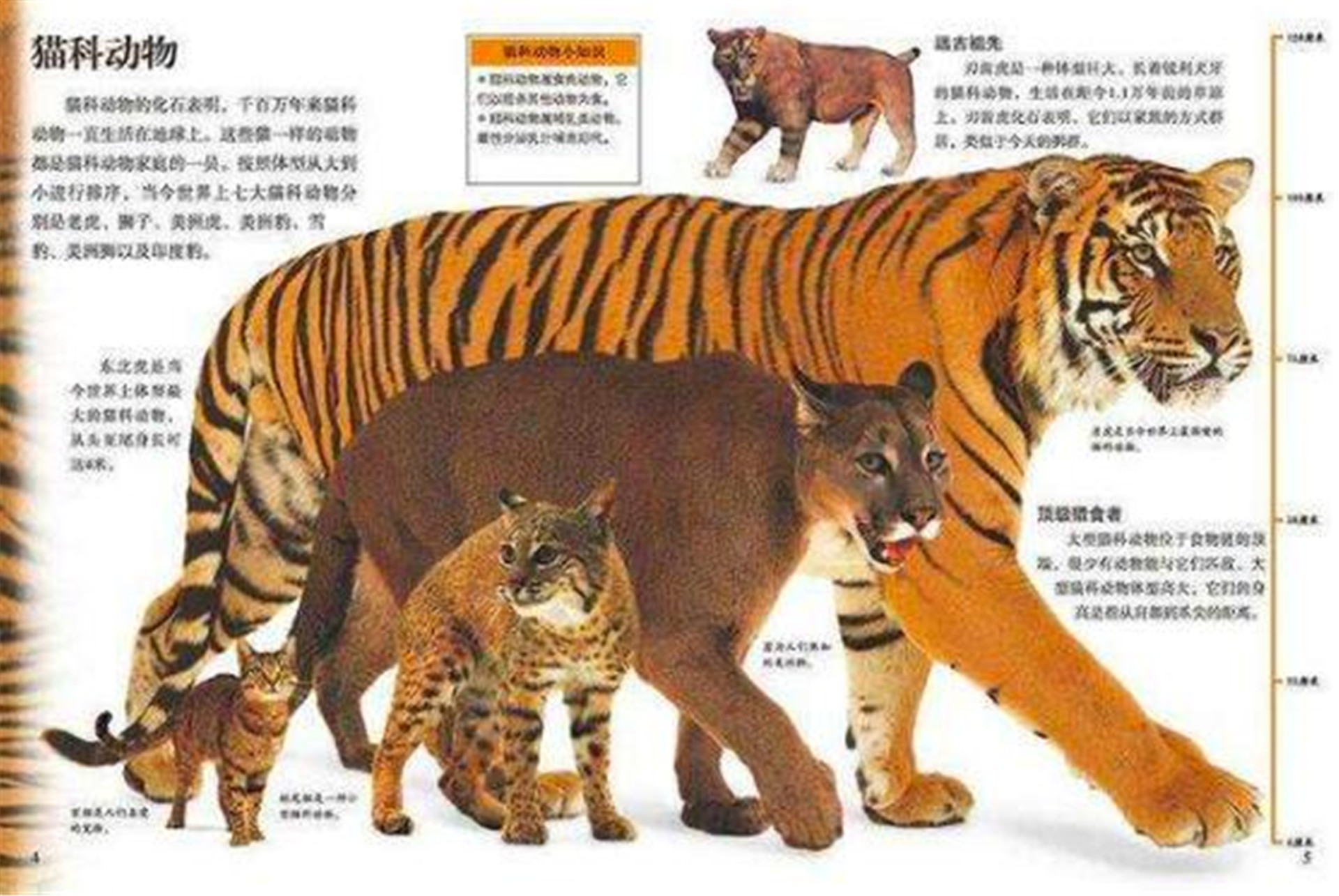 老虎是"百兽之王",高大威猛,为何交配时间却不超过1分钟?