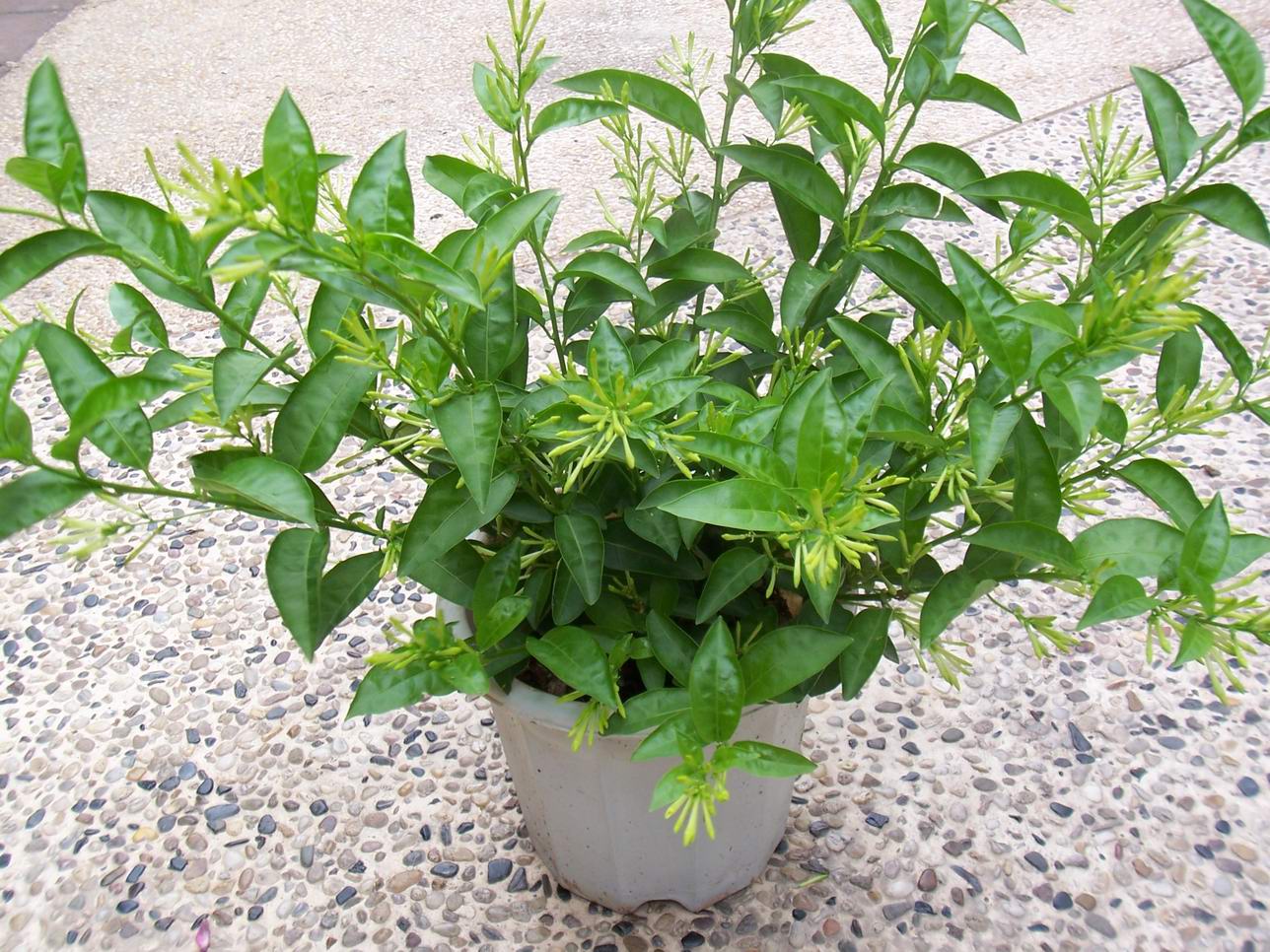 盆栽养殖夜来香是一种常见的做法,下面将介绍夜来香盆栽的养殖方法和