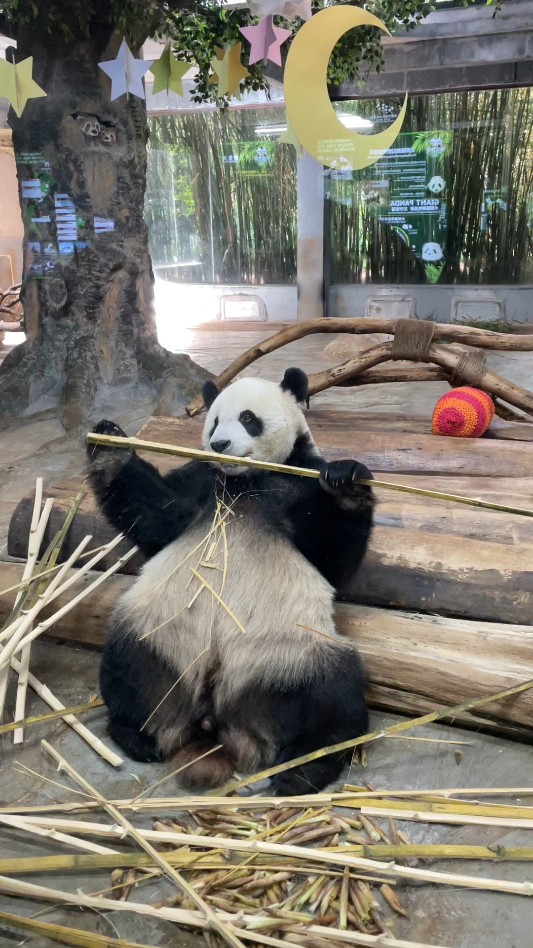 海南热带野生动物园大熊猫超级可爱