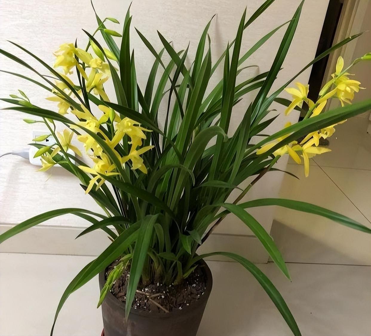 黄金小神童兰花,花色金黄,香气清雅,寓意"金玉满堂"