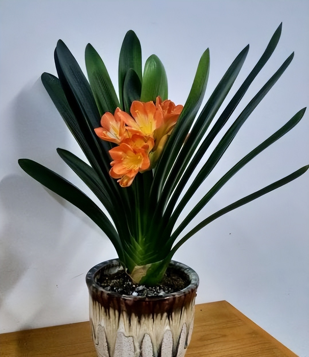 春天养君子兰,牢记"5个秘诀",叶子杠杠厚,花箭窜老高