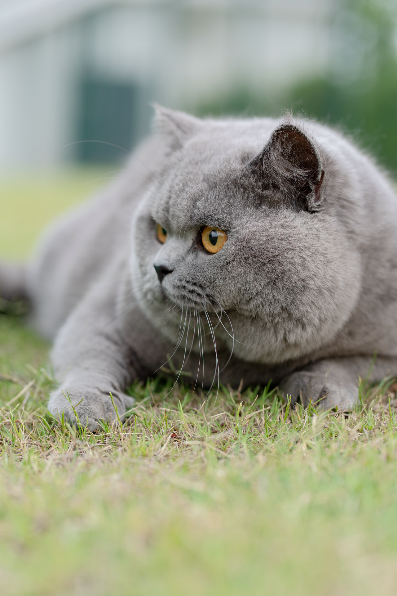 蓝猫怎么看纯不纯图片图片