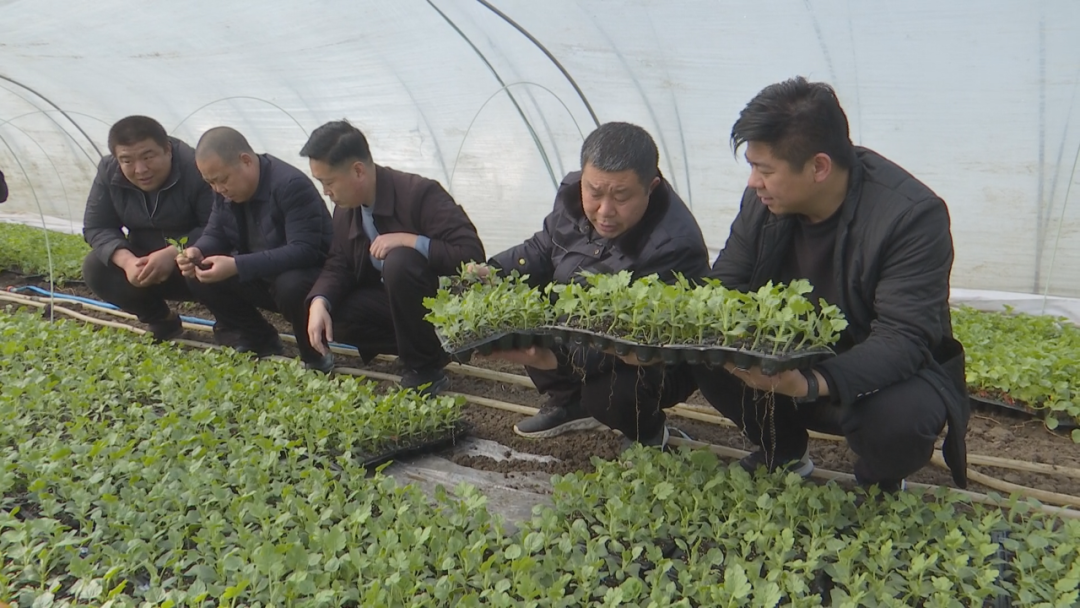 上蔡縣齊海鄉:甜瓜種植賦能產業振興