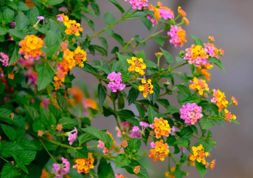 马樱丹,又称头晕花,臭草,禁人畜食用,农民朋友要了解!