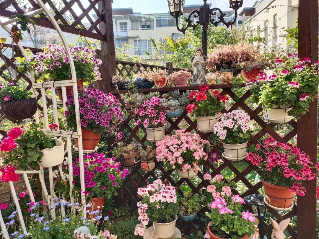 40平米的小庭院改成私家花园,种花种菜,悠然自得