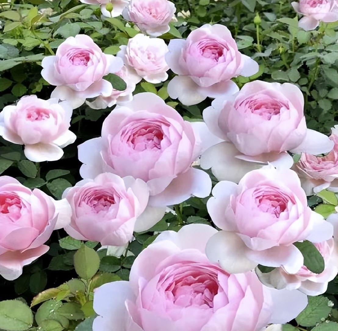 月季女神——瑞典女王,花色艳丽,皮实好养,值得种植!