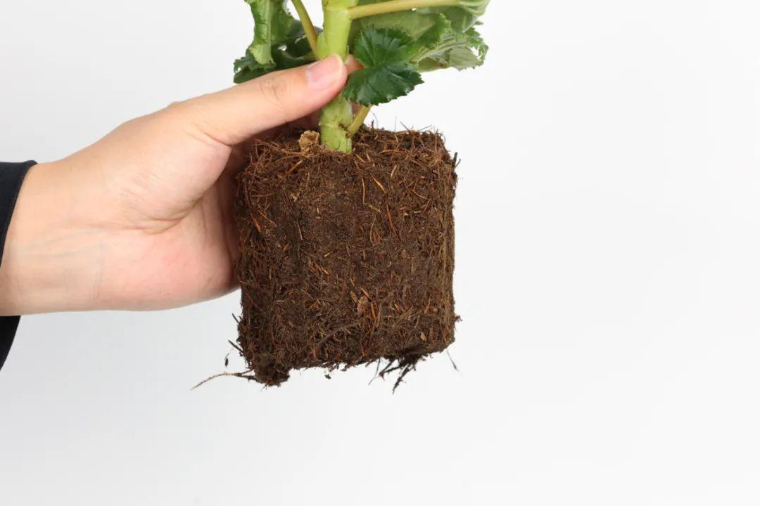 秋冬养盆丽格海棠,花朵像牡丹,有金玉满堂好兆头