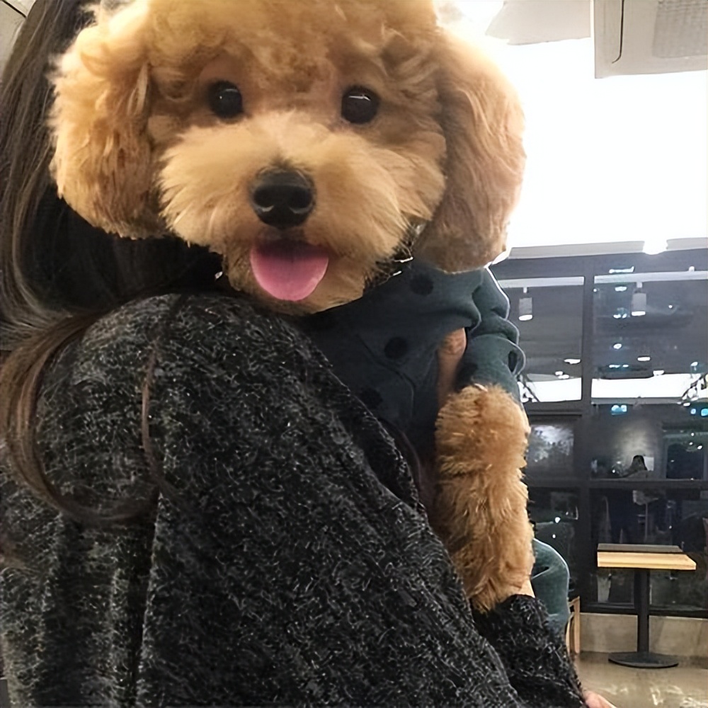 为什么泰迪总喜欢抱你大腿?难道它想对你耍流氓?